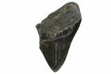 Partial, Fossil Megalodon Tooth #124755-1
